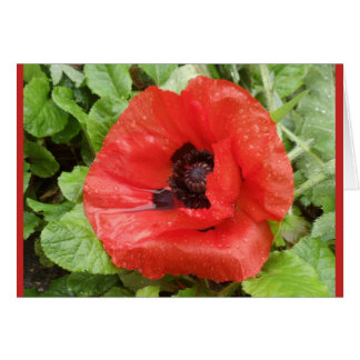 Nationaal Park Glenveigh, N.I.