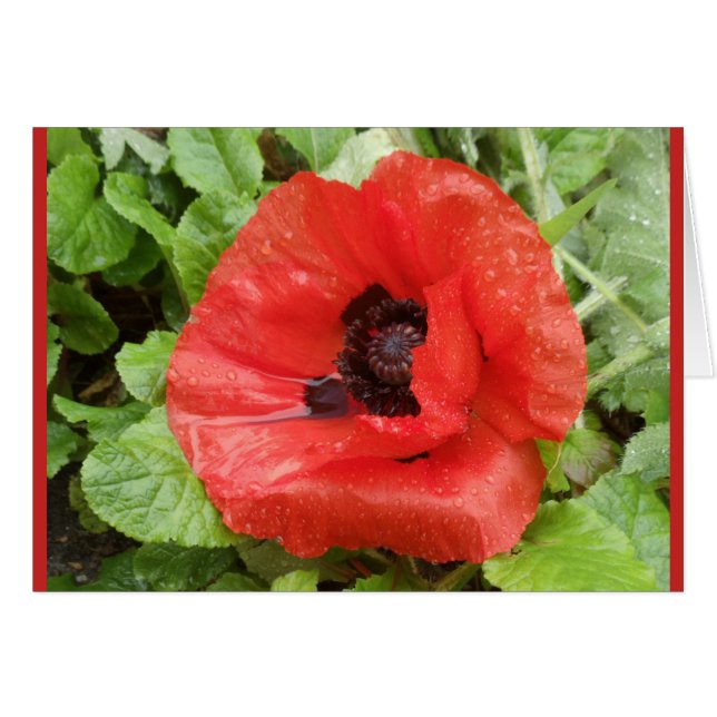 Nationaal Park Glenveigh, N.I. (Voorkant Horizontaal)