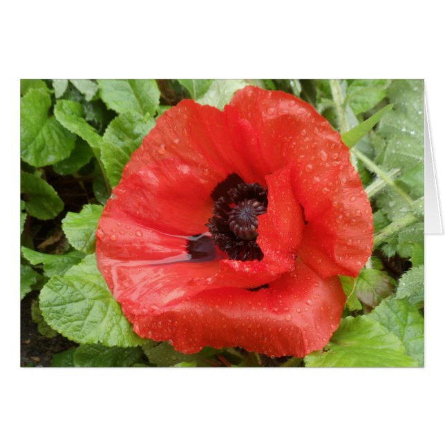 Nationaal Park Glenveigh, N.I. (Voorkant Horizontaal)