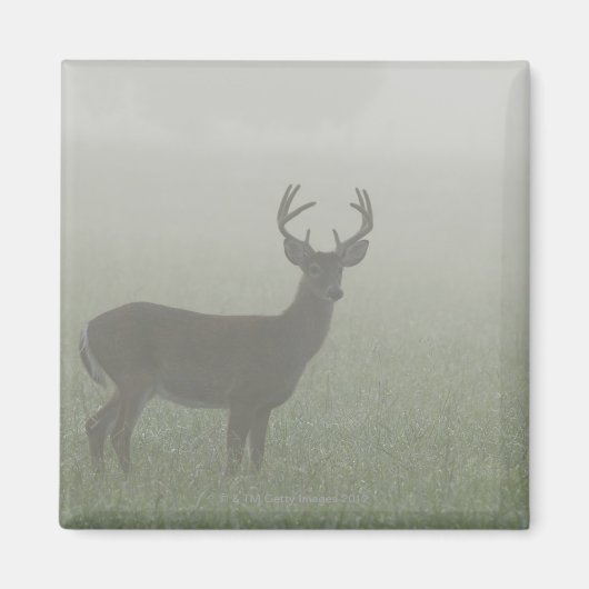 Nationaal Park Great Smoky Mountains, Tennesse Magneet (Voorkant)