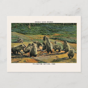 Nationaal park Grizzly Beren Grond Briefkaart