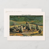 Nationaal park Grizzly Beren Grond Briefkaart (Voorkant / Achterkant)