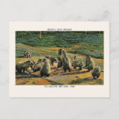 Nationaal park Grizzly Beren Grond Briefkaart (Voorkant)