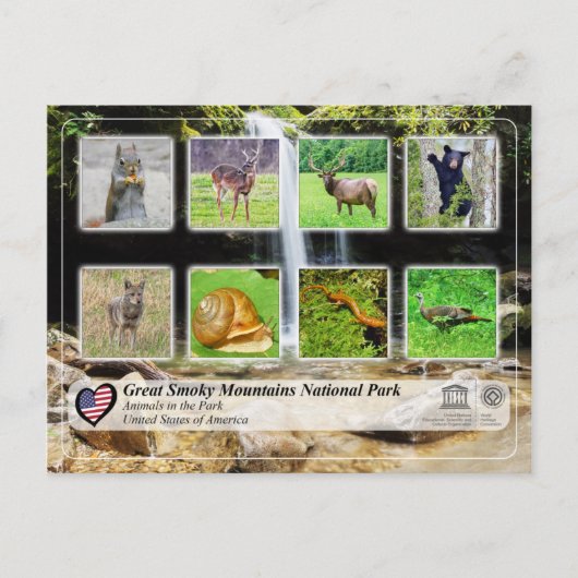 Nationaal Park Grote Smoky Mountains - Dieren Briefkaart (Voorkant)