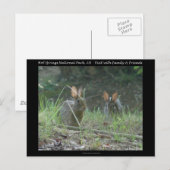 Nationaal park Hot Springs, AR Wild Rabbits Gifts Briefkaart (Voorkant / Achterkant)
