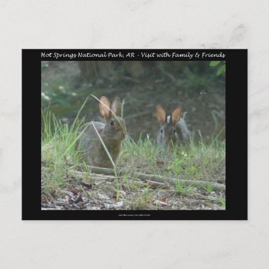 Nationaal park Hot Springs, AR Wild Rabbits Gifts Briefkaart (Voorkant)