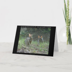 Nationaal park Hot Springs, AR Wild Rabbits Gifts Feestdagen Kaart