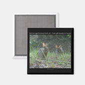 Nationaal park Hot Springs, AR Wild Rabbits Gifts Magneet (Voorkant / Achterkant)