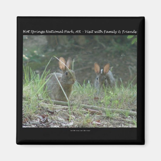 Nationaal park Hot Springs, AR Wild Rabbits Gifts Magneet (Voorkant)