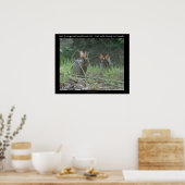 Nationaal park Hot Springs, AR Wild Rabbits Gifts Poster (Keuken)
