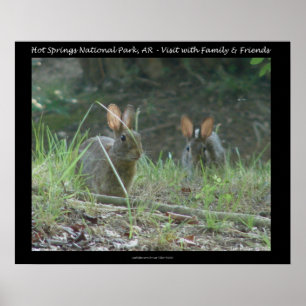 Nationaal park Hot Springs, AR Wild Rabbits Gifts Poster