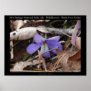 Nationaal park Hot Springs, AR Wild Violet Poster