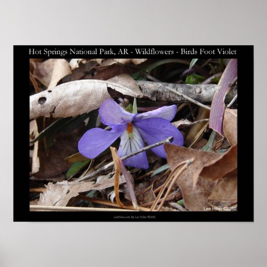 Nationaal park Hot Springs, AR Wild Violet Poster (Voorkant)