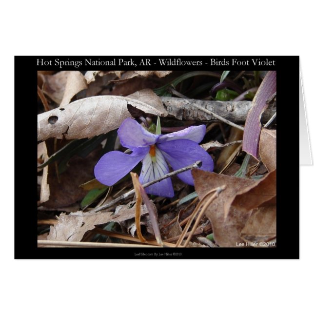 Nationaal park Hot Springs, AR Wild Violets Gifts (Voorkant Horizontaal)