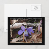 Nationaal park Hot Springs, AR Wild Violets Gifts Briefkaart (Voorkant / Achterkant)