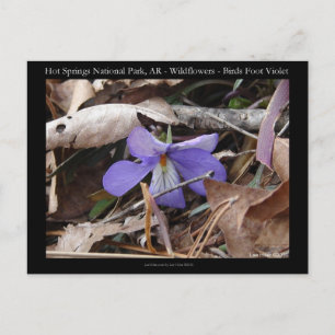 Nationaal park Hot Springs, AR Wild Violets Gifts Briefkaart