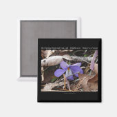 Nationaal park Hot Springs, AR Wild Violets Gifts Magneet (Voorkant / Achterkant)