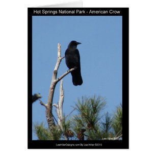 Nationaal park Hots Springs, AR - American Crow