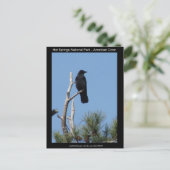 Nationaal park Hots Springs, AR - American Crow Briefkaart (Staand voorkant)
