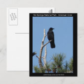 Nationaal park Hots Springs, AR - American Crow Briefkaart (Voorkant / Achterkant)