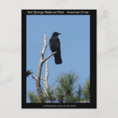 Nationaal park Hots Springs, AR - American Crow Briefkaart (Voorkant)