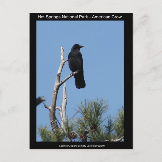 Nationaal park Hots Springs, AR - American Crow Briefkaart (Voorkant)