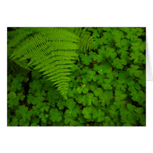 Nationaal park Humboldt Redwood