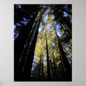 Nationaal park Humboldt Redwood Poster (Voorkant)