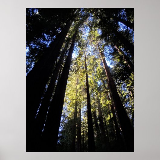 Nationaal park Humboldt Redwood Poster (Voorkant)