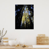 Nationaal park Humboldt Redwood Poster (Keuken)