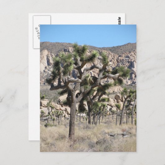 Nationaal park Joshua Tree Briefkaart (Voorkant / Achterkant)
