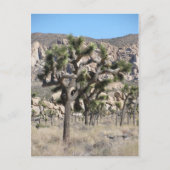 Nationaal park Joshua Tree Briefkaart (Voorkant)