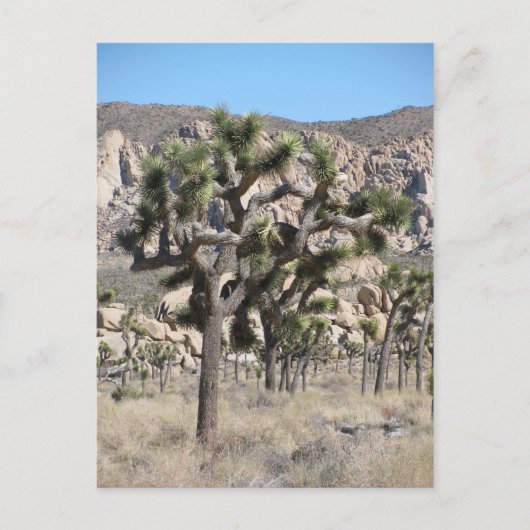 Nationaal park Joshua Tree Briefkaart (Voorkant)