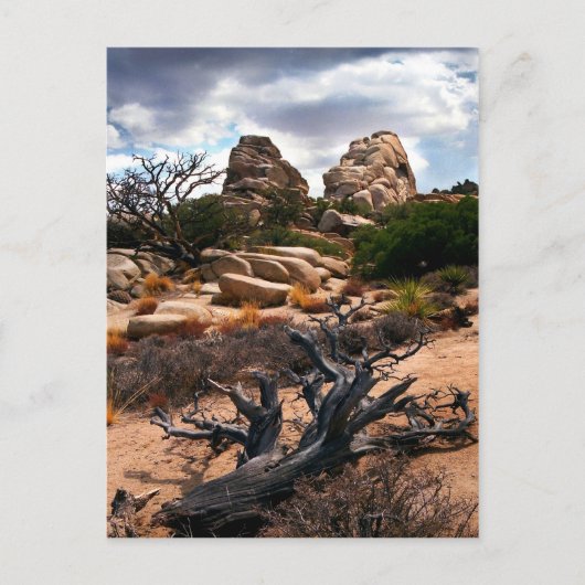 Nationaal park Joshua Tree Briefkaart (Voorkant)