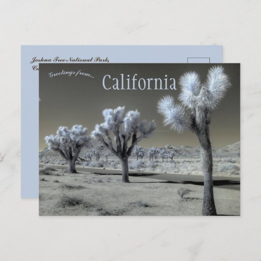 Nationaal park Joshua Tree California Briefkaart (Voorkant / Achterkant)