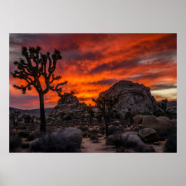 Nationaal park Joshua Tree Red Sunset Poster