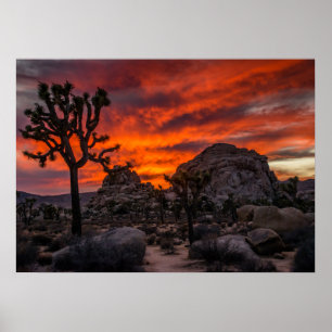 Nationaal park Joshua Tree Red Sunset Poster