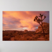 Nationaal park Joshua Tree - Sunrise Poster (Voorkant)