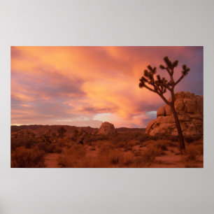 Nationaal park Joshua Tree - Sunrise Poster