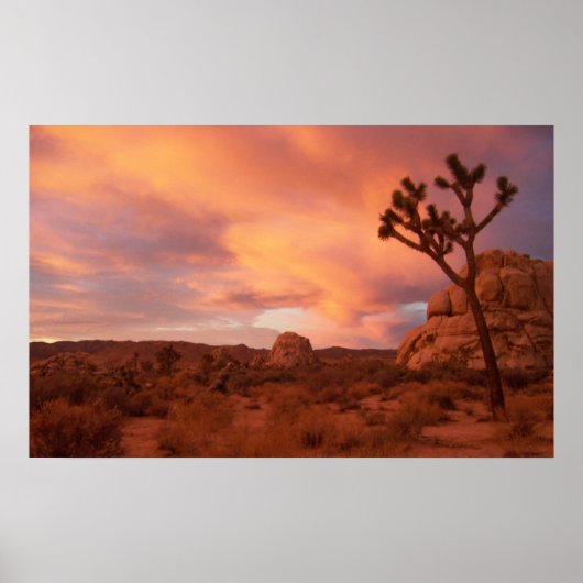 Nationaal park Joshua Tree - Sunrise Poster (Voorkant)