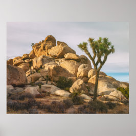 Nationaal park Joshua Trees Poster