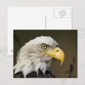 Nationaal park Katmai, Alaska Briefkaart (Voorkant / Achterkant)