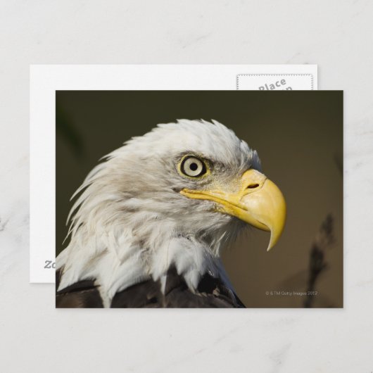 Nationaal park Katmai, Alaska Briefkaart (Voorkant / Achterkant)