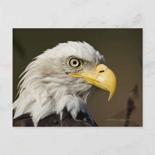 Nationaal park Katmai, Alaska Briefkaart (Voorkant)