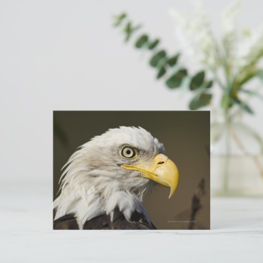 Nationaal park Katmai, Alaska Briefkaart (Staand voorkant)