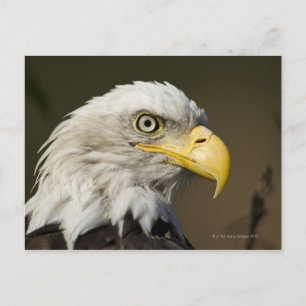 Nationaal park Katmai, Alaska Briefkaart