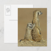 Nationaal Park Kgalagadi, Botswana, Afrika Briefkaart (Voorkant / Achterkant)