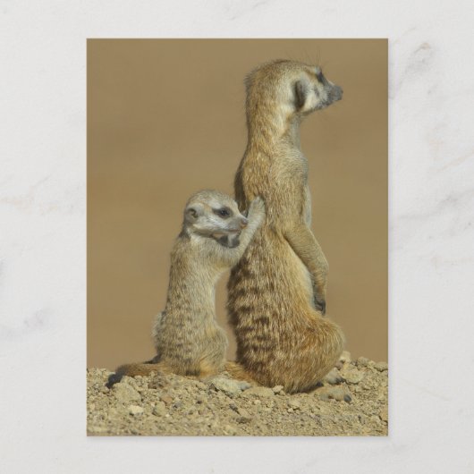 Nationaal Park Kgalagadi, Botswana, Afrika Briefkaart (Voorkant)