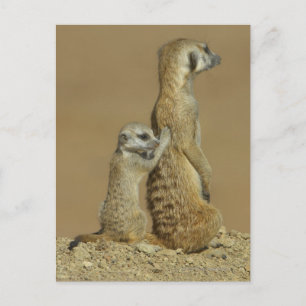 Nationaal Park Kgalagadi, Botswana, Afrika Briefkaart