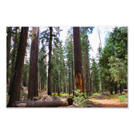 Nationaal Park Kings Canyon Foto Afdruk (Voorkant)